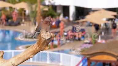 埃及<strong>灰鸽子</strong>坐在酒店背景的树枝上，有一个游泳池